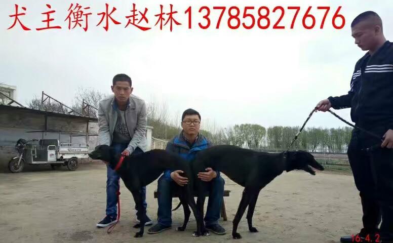 南宫格力犬养殖基地