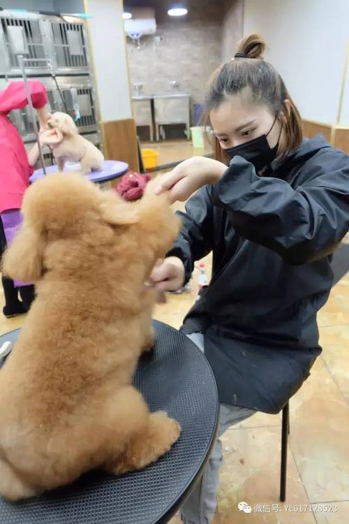 重庆银利宠物美容学校