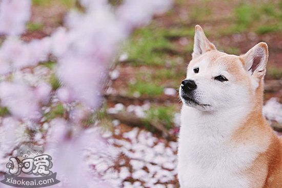 柴犬怎么美容 柴犬美容技巧