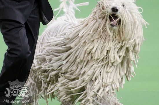 可蒙犬吃什么狗粮好 可蒙犬狗粮选择推荐