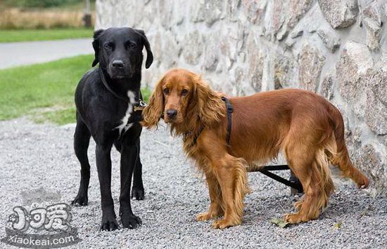 英国可卡犬怎么美容 英国可卡犬美容流程