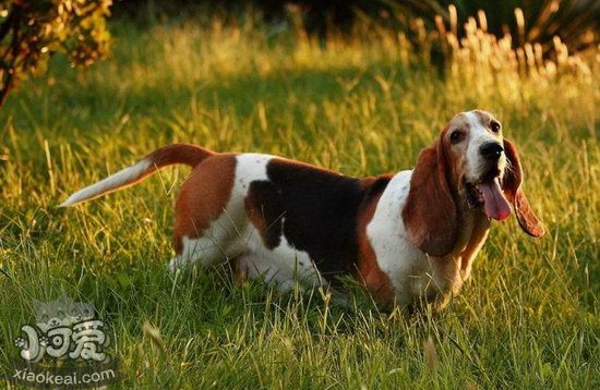 巴吉度犬耳朵怎么护理 巴吉度犬耳朵护理方法