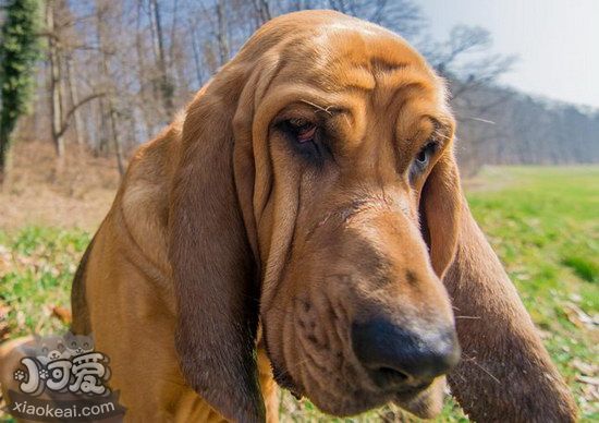 寻血猎犬怎么修剪指甲 寻血猎犬剪指甲方法