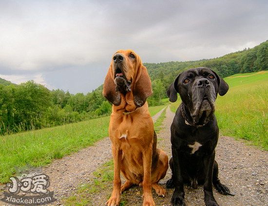 寻血猎犬牙齿怎么清洁 寻血猎犬口腔护理方法