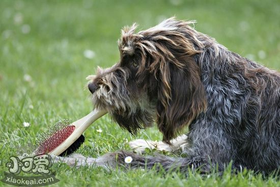 刚毛指示格里芬犬怎么喂食 刚毛指示格里芬犬喂食要点