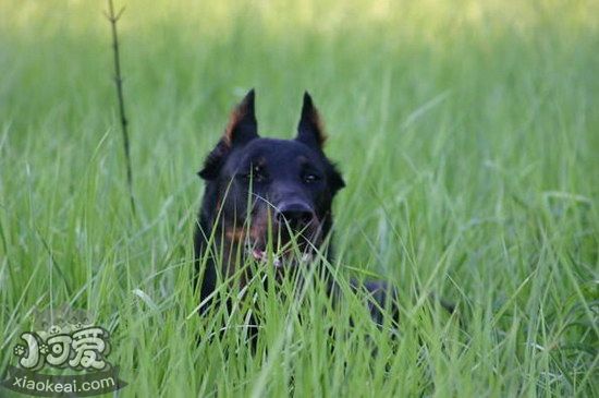 法国狼犬怎么洗澡 法国狼犬洗澡方法及注意事项