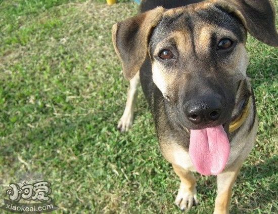 法国狼犬夏季饮食要注意什么 法国狼犬夏天饮食注意事项