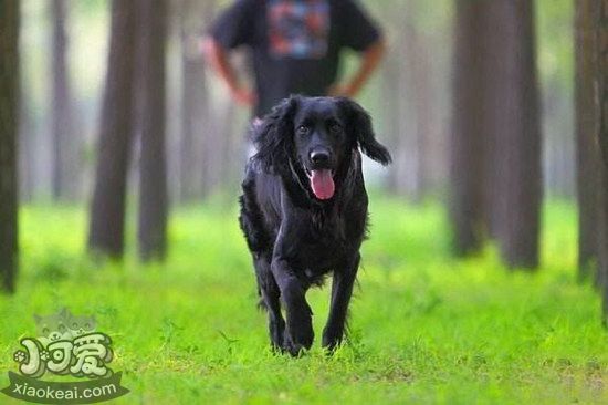 卷毛寻回犬怎么自制狗粮 卷毛寻回犬自制狗粮流程详解