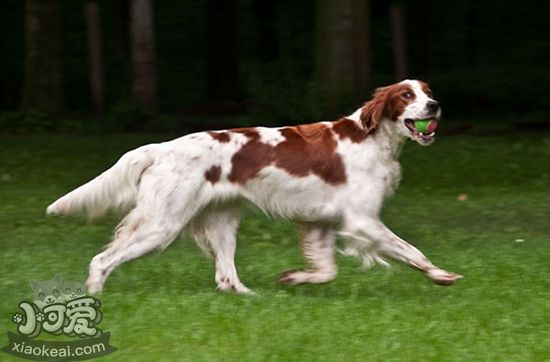 爱尔兰红白雪达犬怎么美容 爱尔兰红白雪达犬美容教程