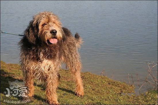 猎水獭犬不能吃什么东西 奥达猎犬不能吃的食物有哪些