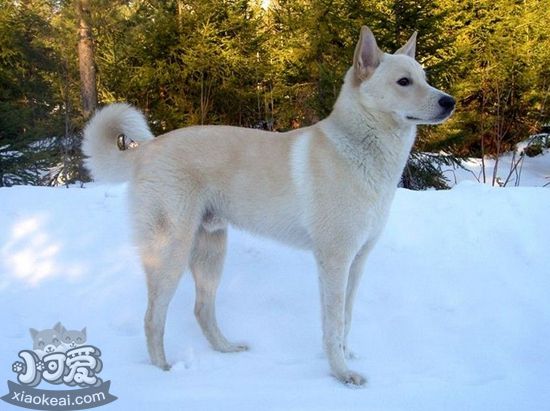 卡南犬吃什么对毛好 卡南犬毛发护理饮食介绍