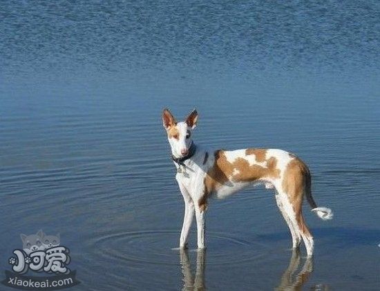 伊比赞猎犬吃什么狗粮好 伊比赞猎犬狗粮选择技巧