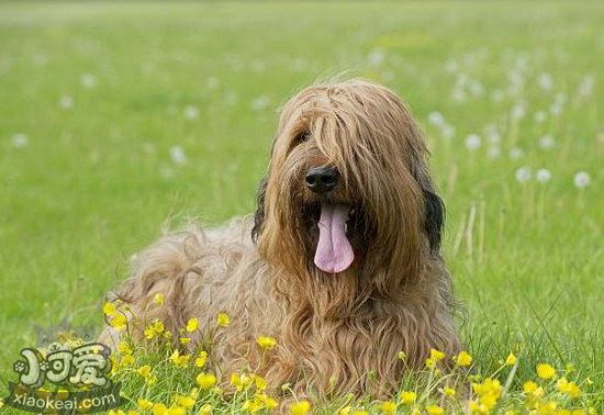 伯瑞犬吃什么狗粮好 布雷猎犬狗粮选择技巧