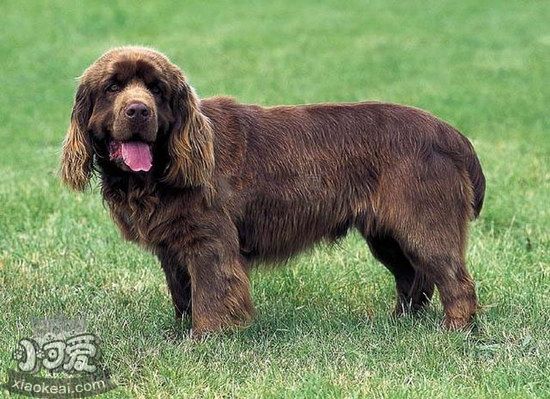 伯瑞犬眼睛清洁 布雷猎犬眼睛护理方法