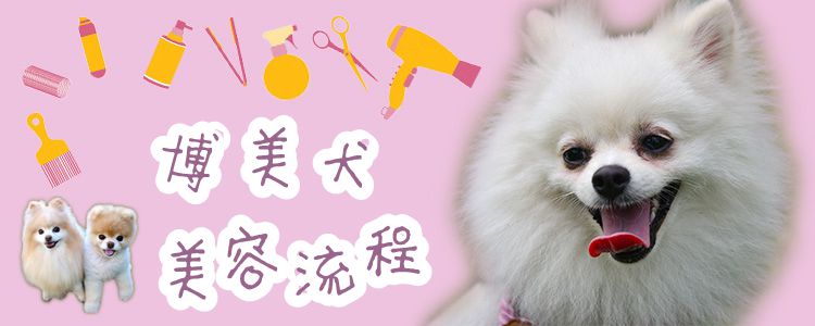 博美犬美容流程