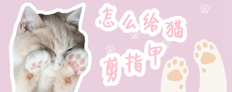 怎么给猫剪指甲