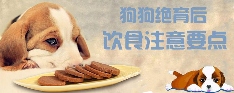 狗狗绝育后饮食注意要点