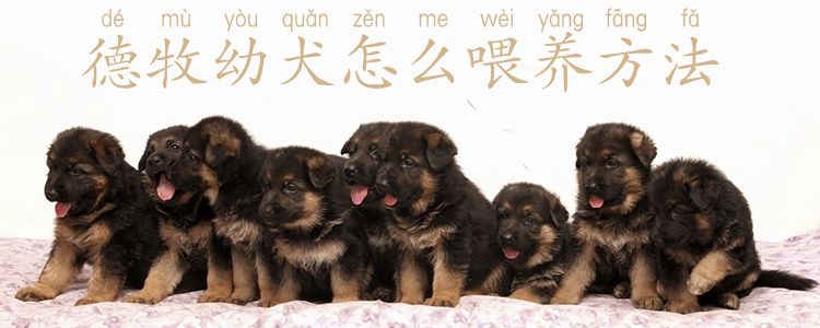 德牧幼犬怎么喂养方法