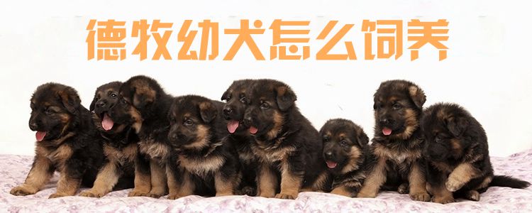 德牧幼犬怎么饲养