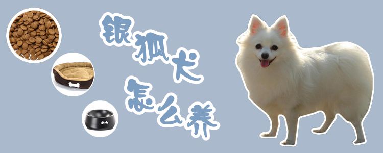 银狐犬怎么养