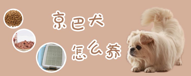 京巴犬怎么养