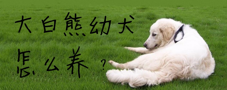 大白熊幼犬怎么养