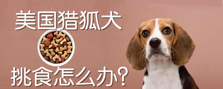 美国猎狐犬挑食怎么办