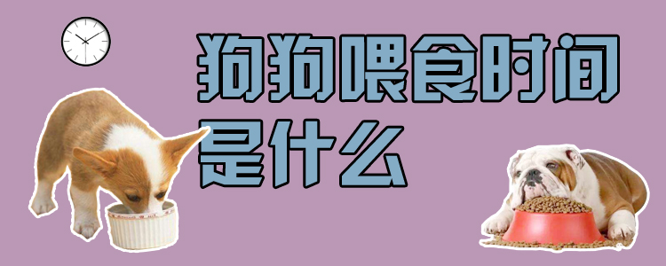 狗狗喂食时间是什么