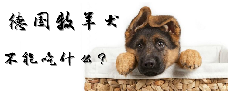 德国牧羊犬不能吃什么