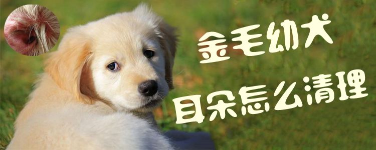 金毛幼犬耳朵怎么清理