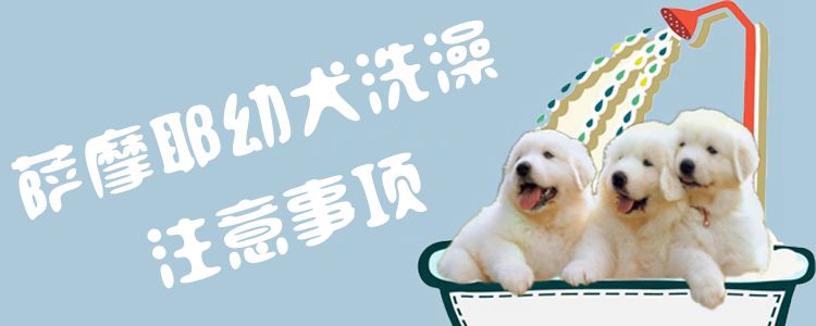 萨摩耶幼犬洗澡方法