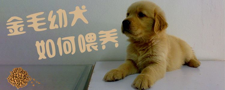 金毛幼犬如何喂养