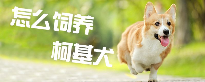 怎么饲养柯基犬