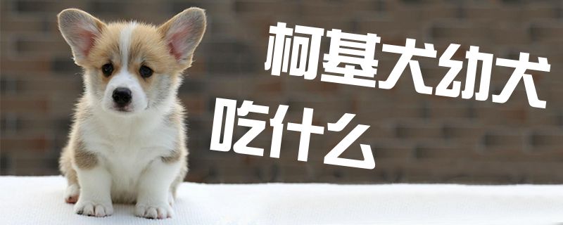 柯基犬幼犬吃什么