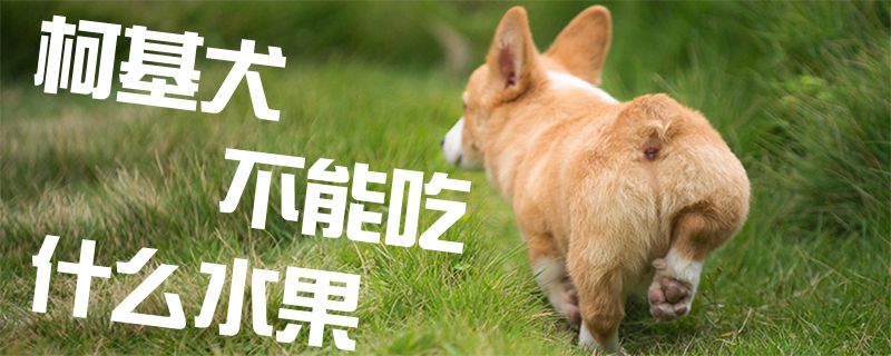 柯基犬不能吃什么水果