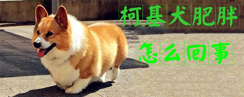 柯基犬肥胖怎么回事