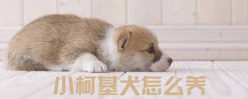 小柯基犬怎么养