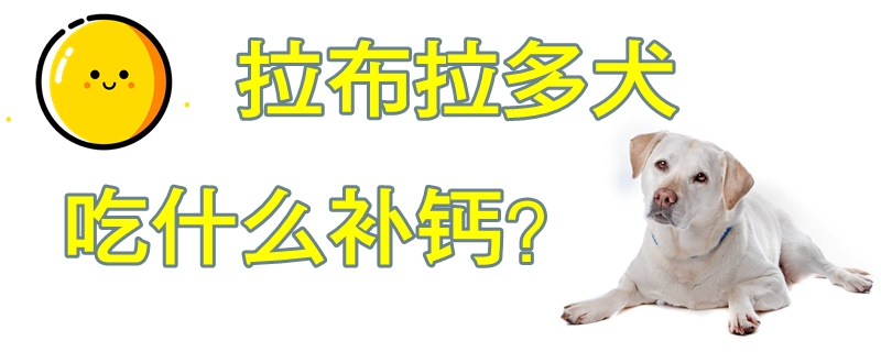 拉布拉多犬吃什么补钙