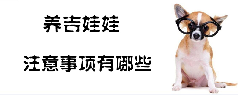 养吉娃娃的注意事项有哪些