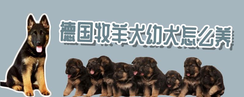 德国牧羊犬幼犬怎么养