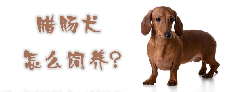 腊肠犬怎么饲养