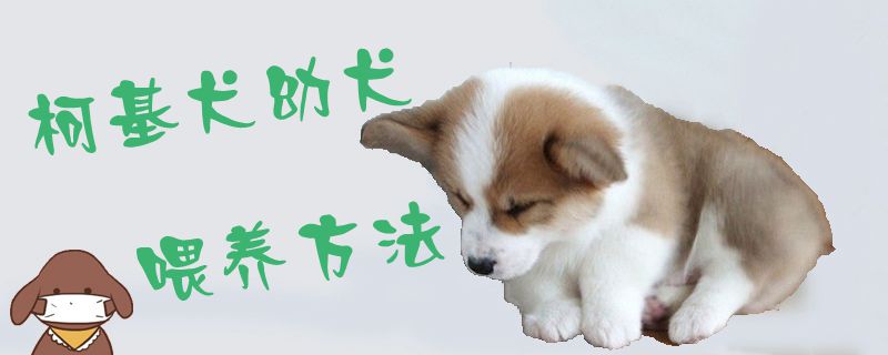 柯基犬幼犬喂养方法