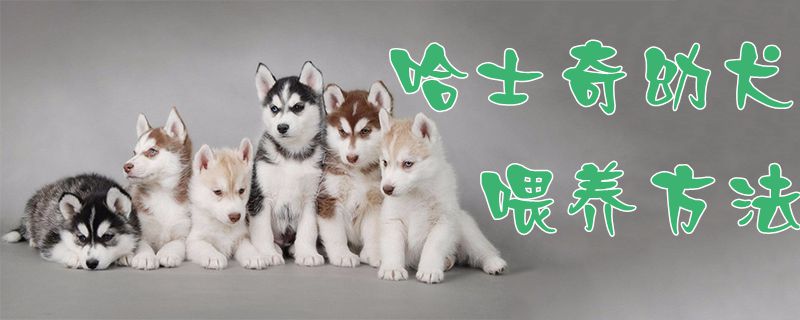 哈士奇幼犬喂养方法