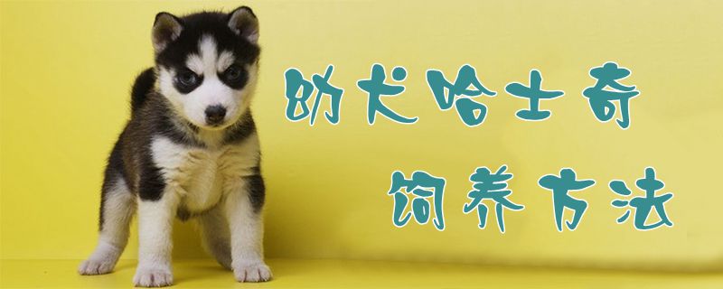 ​幼犬哈士奇饲养方法