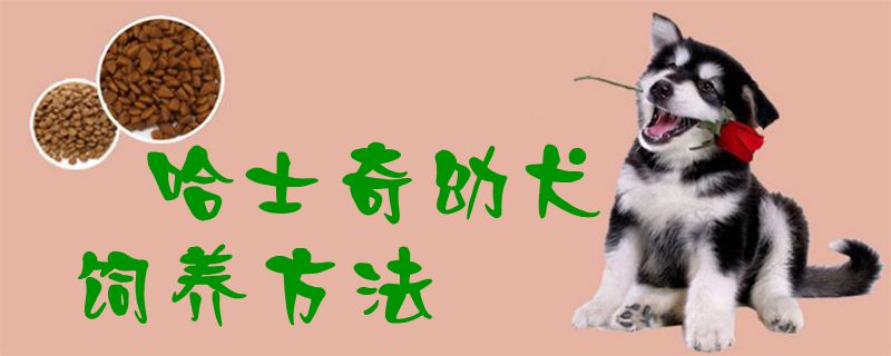 哈士奇幼犬饲养方法