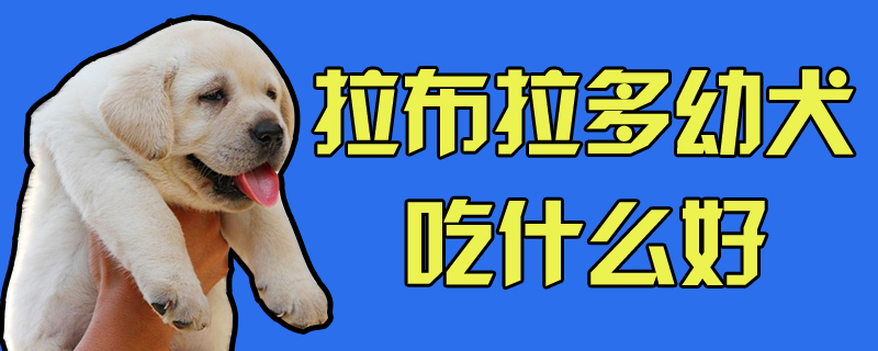 拉布拉多幼犬吃什么好