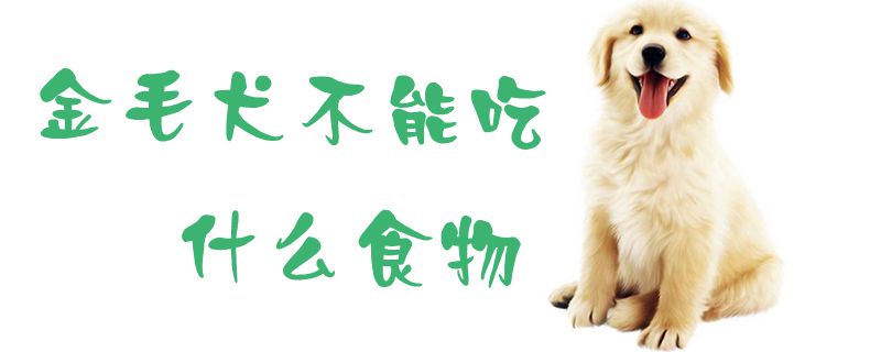 金毛犬不能吃什么食物