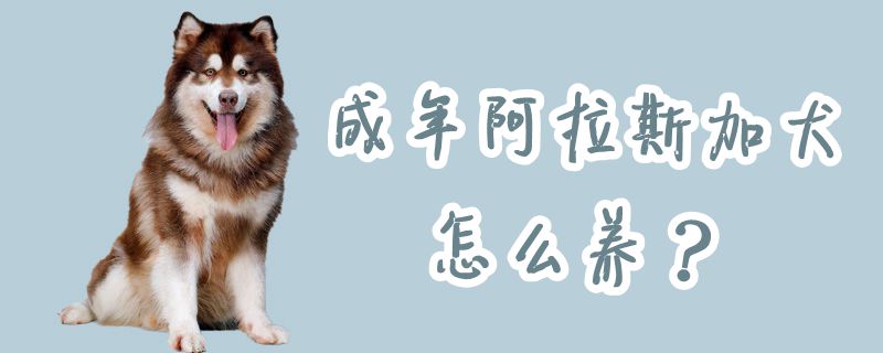 成年阿拉斯加犬怎么养