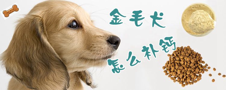 金毛犬怎么补钙