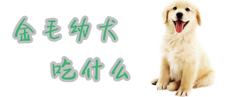 金毛幼犬吃什么